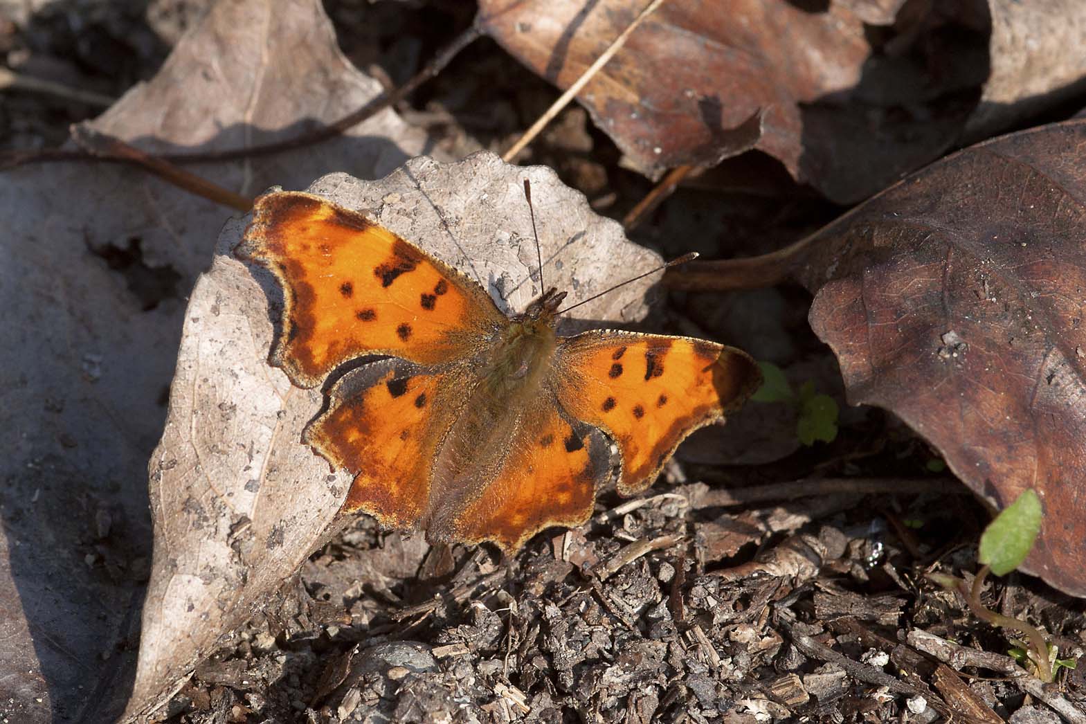 Polygonia c-album o egea? - Polygonia c-album